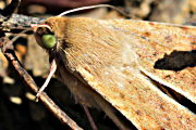Native Budworm Moth (Helicoverpa punctigera)